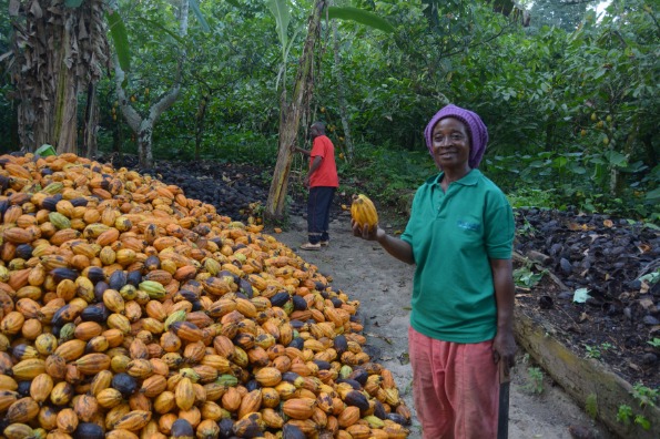 Cocoa farm with ripe pods