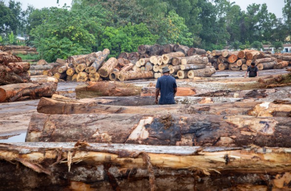 Forest and timber management
